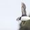 A puffin with a beakful of good-sized fish flies in to Fair Isle to feed its chicks. Photo David Parnaby