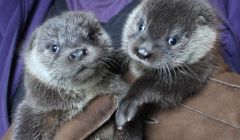 Joey and Thea back together again at Hillswick Wildlife Sanctuary.