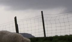 Clavel will be screen four times during Shetland Wool Week - Photo: Shona Main