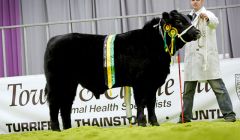 Jamie Leslie with his 10 month old champion bull calf Scholland Dagger P637 at the Black Beauty Bonanza in Thainstone.