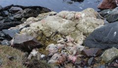 The dead sheep on the shore at Mavis Grind. Photo Shetland News