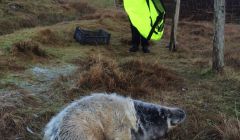 SSPCA auxiliary officer Terresa Leask with the seal she collected from Wester Quarff on Christmas Day. Photo: Luke Holt