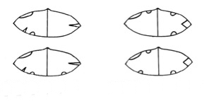3.	Example of Saami calf ear-markings