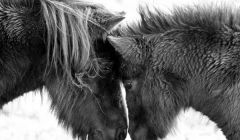New research suggests ponies could help prevent allergic reactions. Photo: Frances Taylor.