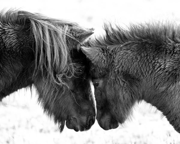 Pony allergy study | Shetland News