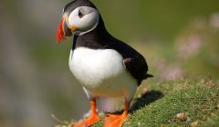 The number of breeding puffins on Fair Isle have halved to 10,000 - Photo: ShetNews