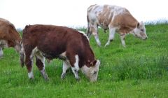 Some livestock owners have already shipped cattle south this year. Photo: Shetnews