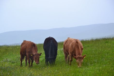 The poor weather has hit the fortunes of both crop and livestock farmers.