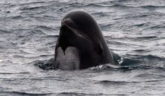 One of the 50 pilot whales seen off Whalsay on Monday morning - all Photos: Ivan Reid