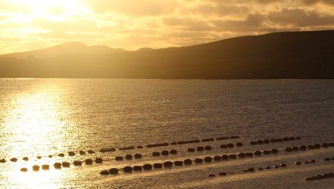 SSQC chairman Davie Sandison highlights that Shetland is responsible for more than three quarters of all mussel farming in Scotland. Photo: Shetnews/Hans Marter