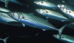 Mackerel abundance is being disputed by scientists and fishermen.