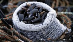 Photo Shetland Mussels