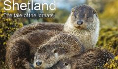 The artwork for 'Otters in Shetland - The tale of the draatsi'.