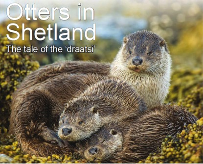 The artwork for 'Otters in Shetland - The tale of the draatsi'.
