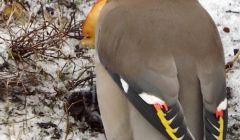 Rhona Summer said this waxwings was gorging itself on apples until it could hardly fly - Photo: Rhona Summers
