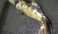 Ziggy with his swollen flipper when he arrived at Hillswick in late January. Photo HWS