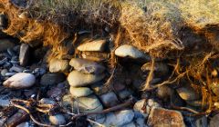 Stones, uncovered as a result of coastal erosion, at the Sands of Sound. Shetland Amenity Trust says they were likely part of a Neolithic house. Photo: Michael Peterson