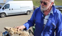 Farmer Allan Ridland with one of the dead sheep suffering multiple gunshot wounds - Photo: Hans J Marter/ShetNews
