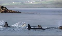 Whalsay-based photographer Ivan Reid captured a great series of photos of the orcas on Wednesday morning.