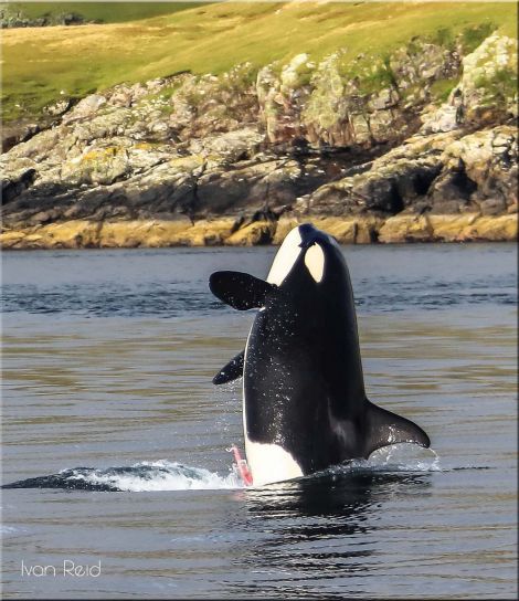 While he had seen killer whales many times before, Ivan said it was a great experience to observe them up close and personal. Photo: Ivan Reid