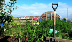 The new group envisages creating allotments in Lerwick similar to a scheme already up and running in Sandwick. Photo: Steven Christie