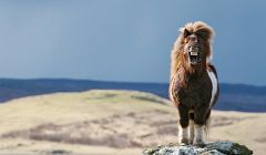 'Shetland Smiler' by Elaine Tait.