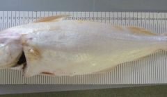 The albino or "golden" haddock landed in Lerwick last week.