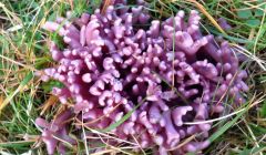 Fungus Clavaria zollongeri - Photo: Ali Robertson