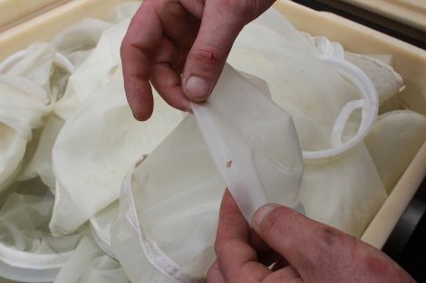 One single sea louse left in the filter - Photo: Hans J Marter/ Shetland News