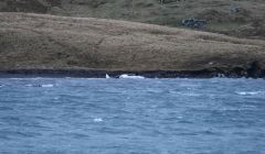 A photo of the washed up Orca on Friday morning. Photo: Mike Grundon