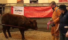 Jamie Halcrow of J&DS Halcrow with his prize winning bull. Looking on is yard coordinator Lauraine Manson. Photos: Hans J. Marter/Shetland News.