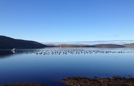 A mussel farm in Shetland's north mainland. Photo: Seafood Shetland