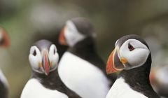 Puffin number are predicted to decline by 50 to 70 per cent over the next 50 years. Photo: RSPB