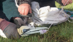 The gannet had to br freed from the rope using a pair of scissors and a sharp knife. Photo: Hillswick Wildlife Sanctuary