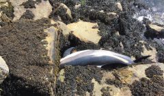 The white sided dolphin was found at the outer side of the breakwater of the Bressay marina.
