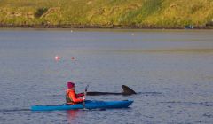 The pilot whale was close to the beach on Tuesday night from where two sea kayakers tried to herd it into deeper waters. Photo: Hans J Marter/Shetland News
