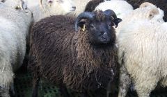 Shetland sheep is one of the breeds that could be marketed as islands meat. Photo: Shetland News