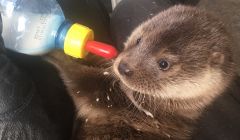 Rocky the otter was rescued from Skeld caravan park last month. Photo: HWS