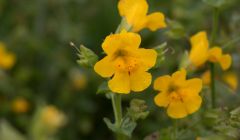 Shetland's monkeyflower is larger than the typical monkeyflower and its flowers are more open. Photos: University of Stirling