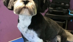 Ollie went missing in Sandwick on Friday and has not been seen since.