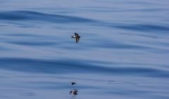 The elusive storm petrel, as captured by Ed Marshall.