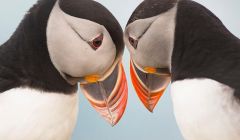 John Moncrieff's puffin photo.