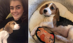 Charlie the beagle has been treated for pneumonia.