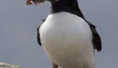 A puffin on Fair Isle arrives with a meal to feed its young. Photo: Oliver Prince/RSPB