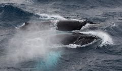 Whalsay fisherman Magnus Polson was running for his camera when three humpback whales surfaced next to the Altaire on Sunday. All photos: Magnus Polson