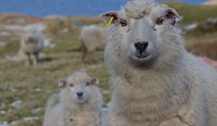 Photo: Hans J Marter/Shetland News