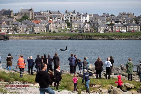 Orca watchers having a whale of a time in Lerwick in 2016. Photo: John Coutts