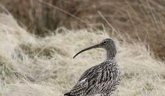 Sixty per cent of curlews have been lost across Scotland over the last two decades. Photo: Ian Francis/RSPB