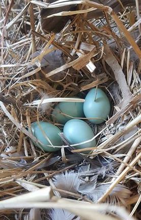 A starling's nest found in the engine compartment of a work mate.