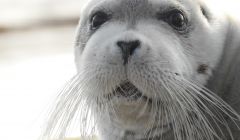 The seal - pictured from 25ft away - at the wooden slipway on Thursday morning. Photo: Helen Iliffe-Adsett